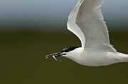 Sandwich tern